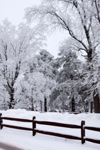 Chaunticlair's Snowy Trees