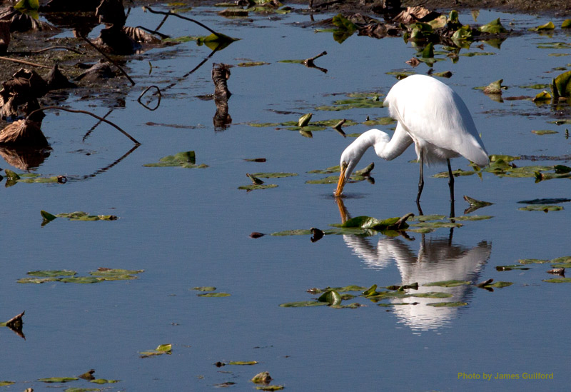 Photo: Great Egret near Lake Erie. Photo by James Guilford.