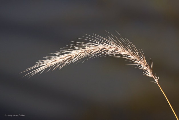 Photo: Grass seed ripening. Photo by James Guilford.
