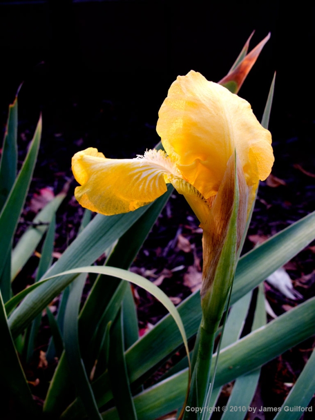 Photo: Yellow iris in late autumn sunset light. Photo by James Guilford.