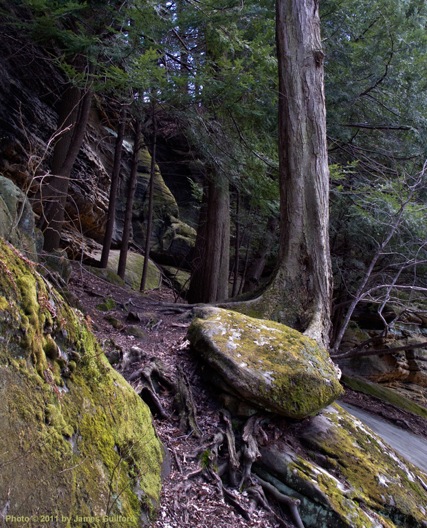 Photograph: Wooded and mossy ledge area in Cuyahoga Valley National Park. Photo by James Guilford.