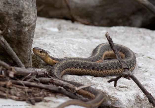 Photo: Garter Snake warming itself on a Lake Erie beach. Photo by James Guilford.