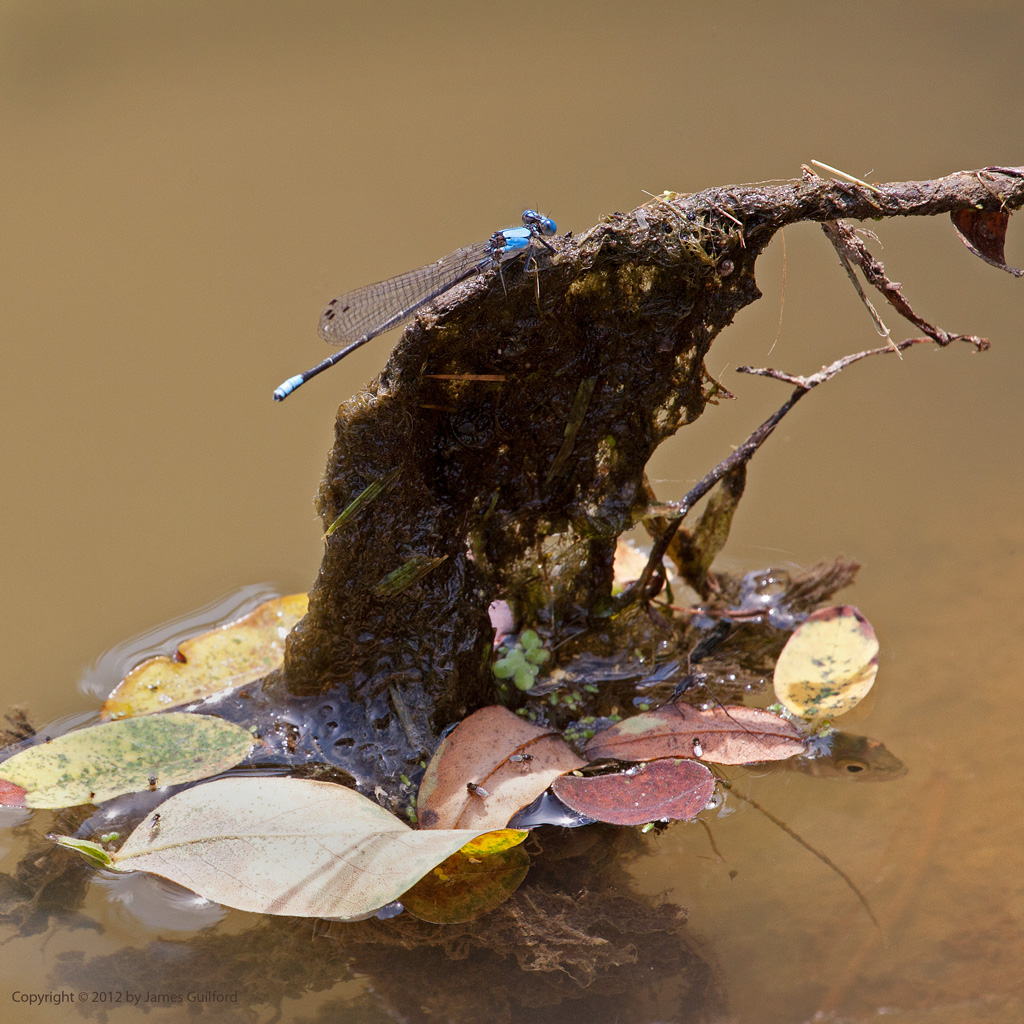 Photo: Damselfly perched on a submerged twig. Photo by James Guilford.
