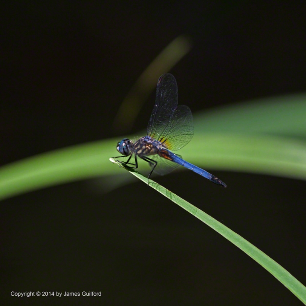 Photo: Dragonfly perched atop the green arch of a water plant leaf. Photo by James Guilford.