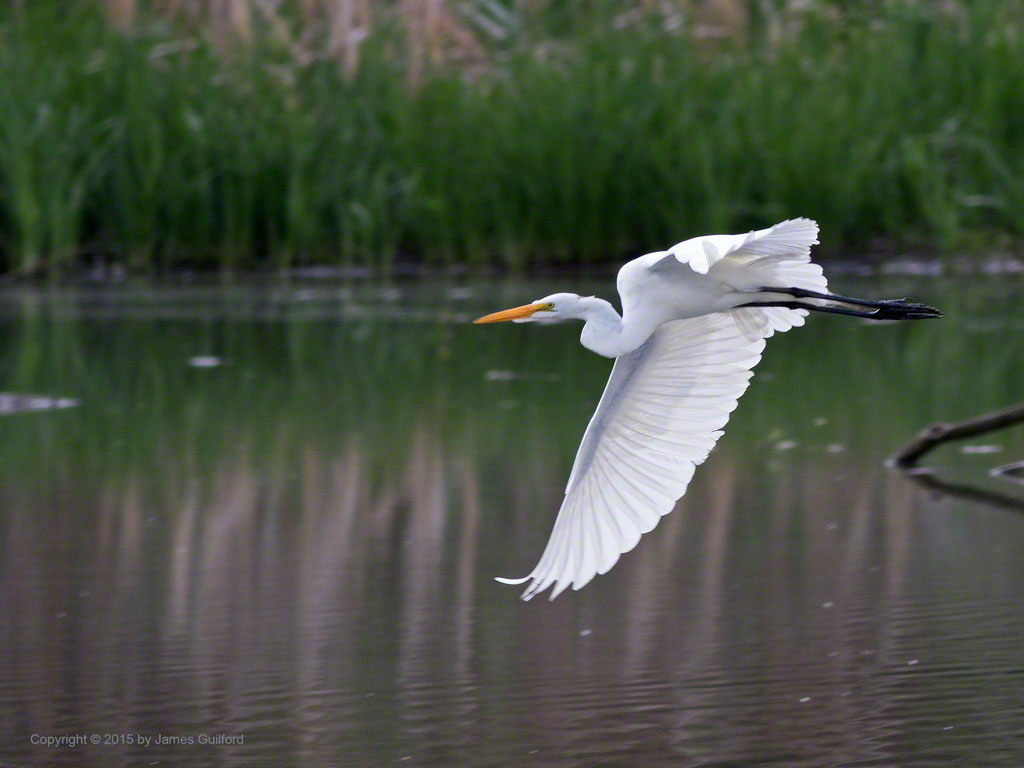 Photo: A Great Egret (Ardea alba) Takes Flight. Photo by James Guilford.