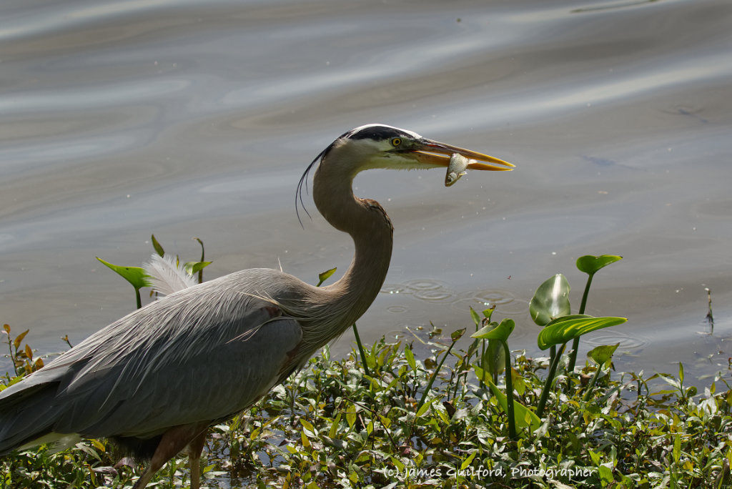 Photo: Lucky Bird, Poor Fish. A Great Blue Heron snags a small fish. 