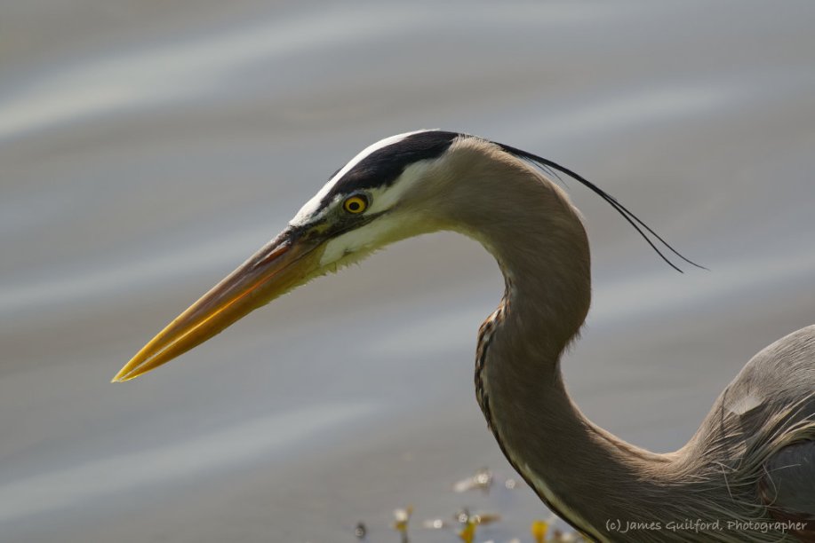 Photo: A very cooperative or naive Great Blue Heron (Ardea herodias) ignores the nearby photographer whilst hunting for a meal. Photo by James Guilford.