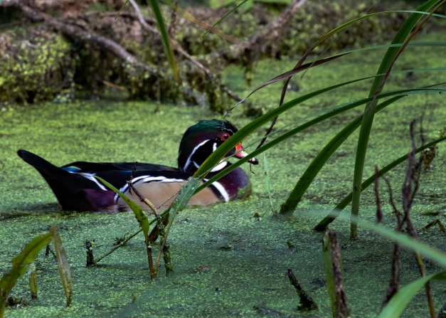 Photo: A male Wood Duck (Aix sponsa). Photo by James Guilford.