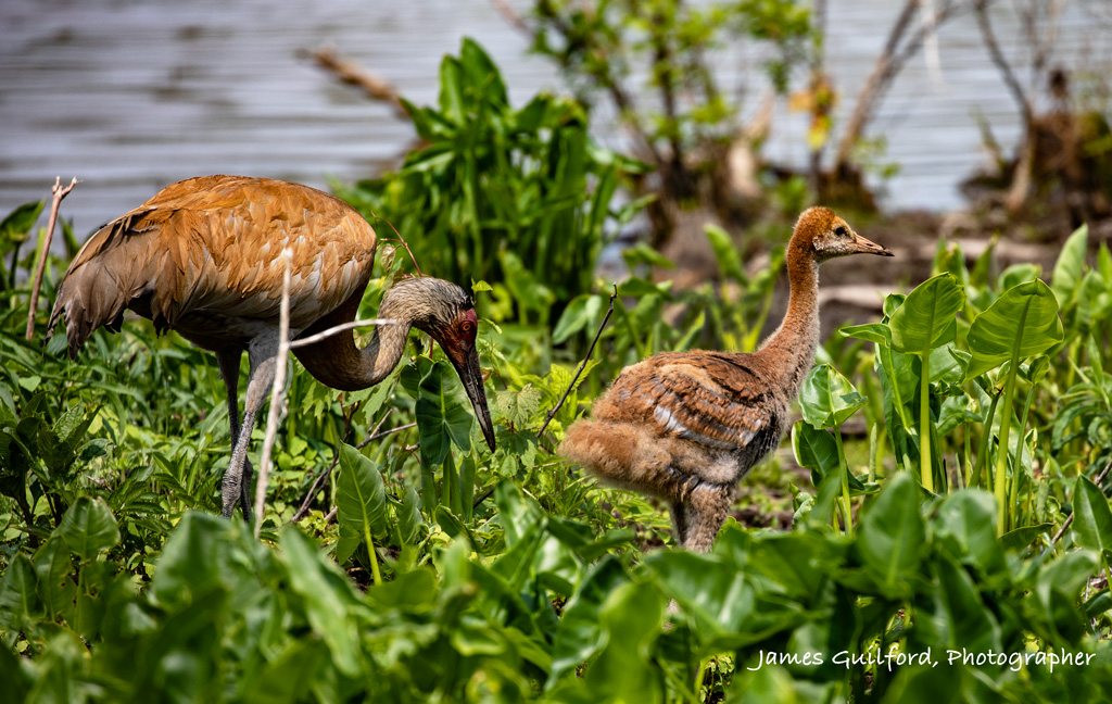 A Sandhill Crane colt (That's what their young are called!) combs the wetlands for food with one of its parents. 